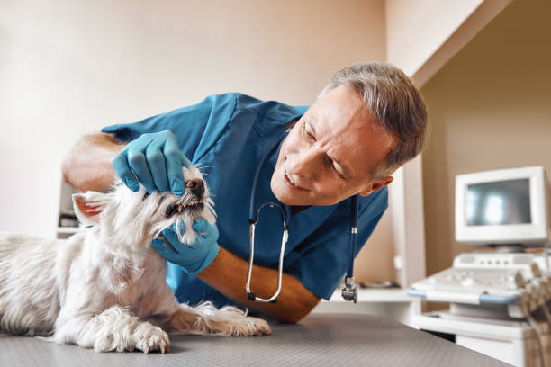 Best Pediatric Emergency Dentist in Itasca, IL